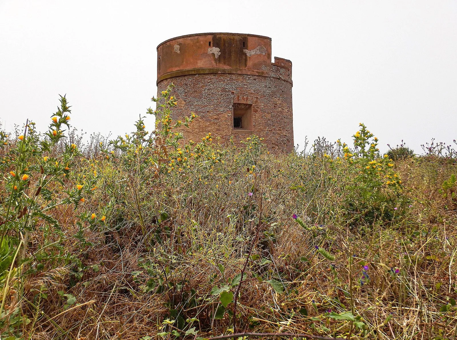 La torre cilindrica in mattoni di Tor Caldara, con una piccola finestra e la parte alta intonacata di rosso, vista dal basso fra erbe secche e fiori gialli selvatici sotto un cielo bianco